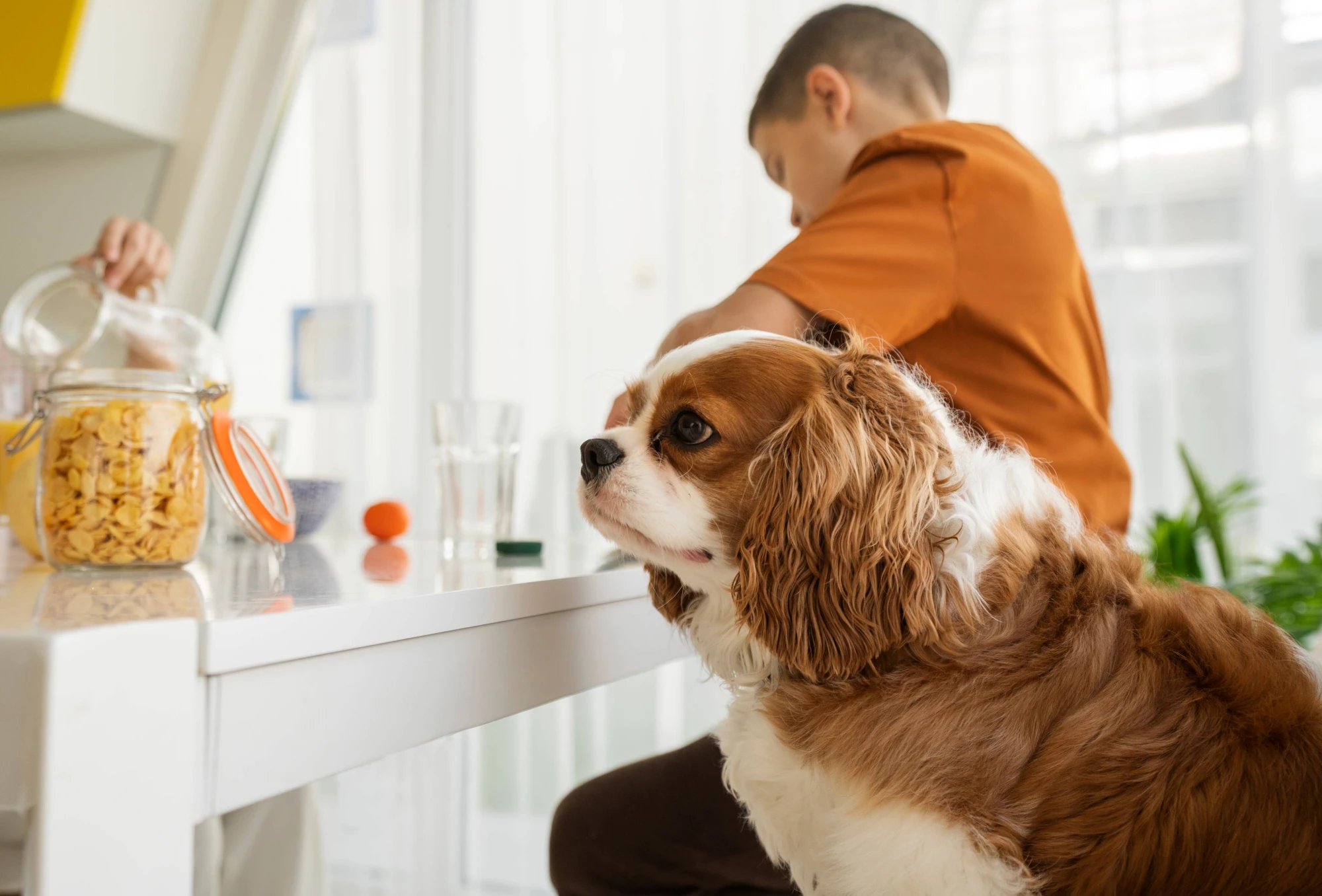 Biochemistry Services at Animal Medical Centre DHA