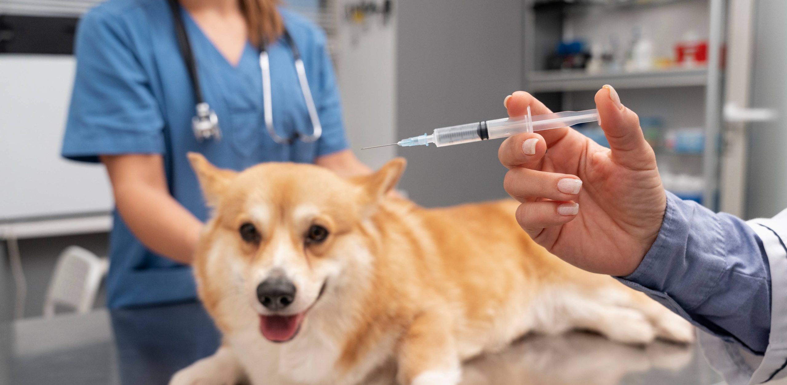 Microchipping at Animal Medical Centre DHA