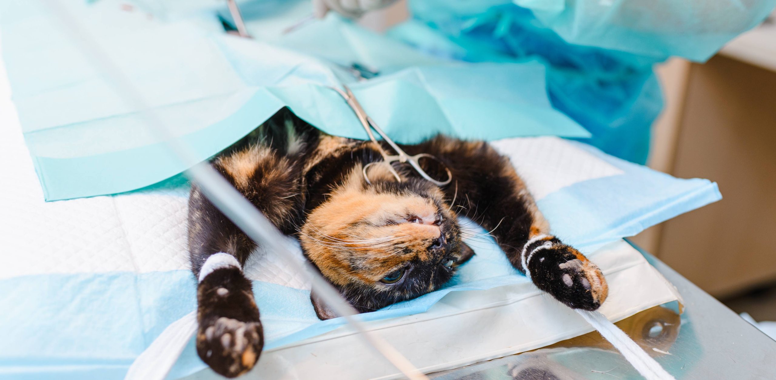 Orthopedic Surgery at Animal Medical Centre DHA