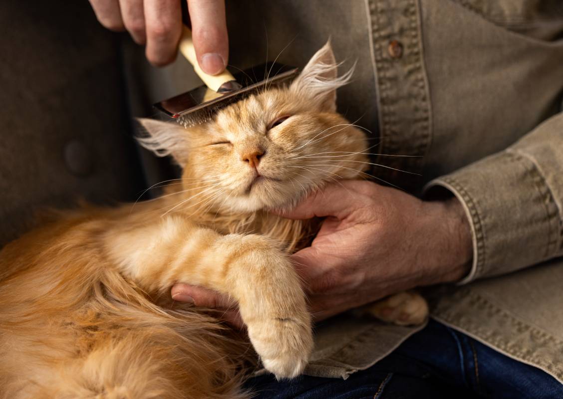 Deworming Services at Animal Medical Centre DHA