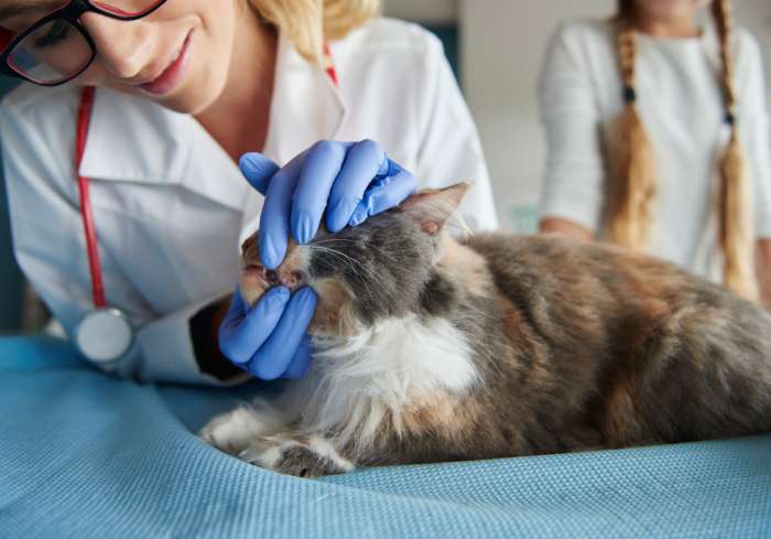 Blood Microscopy Services at Animal Medical Centre DHA