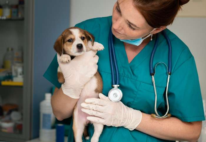 Stool Microscopy Services at Animal Medical Centre DHA