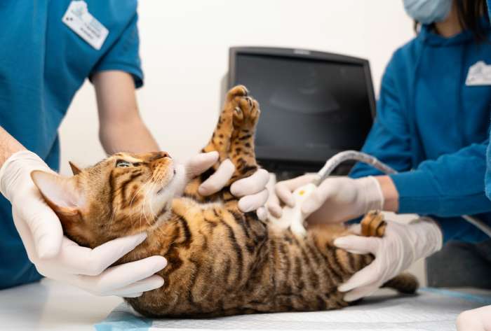 Ultrasound at Animal Medical Centre DHA