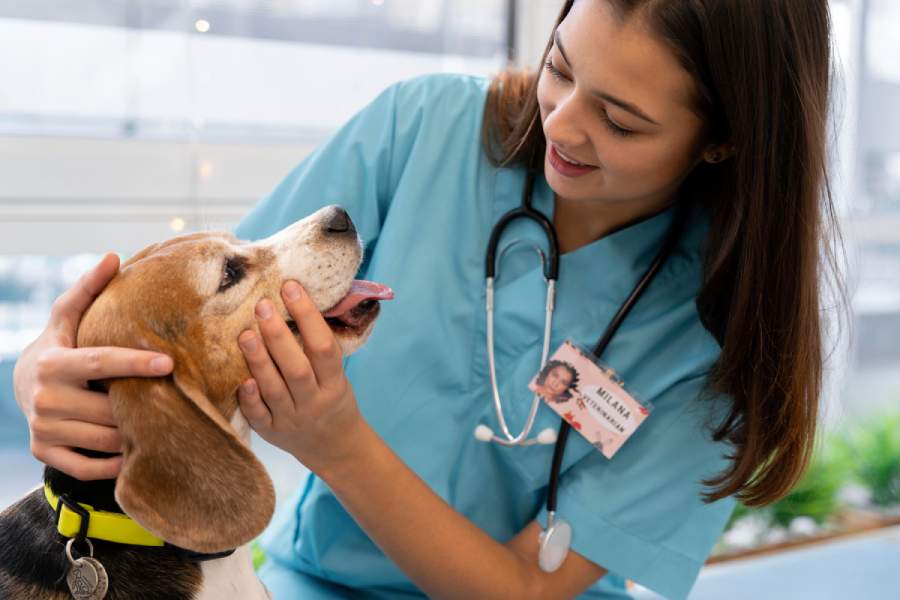 Rabies Titer Testing at Animal Medical Centre DHA