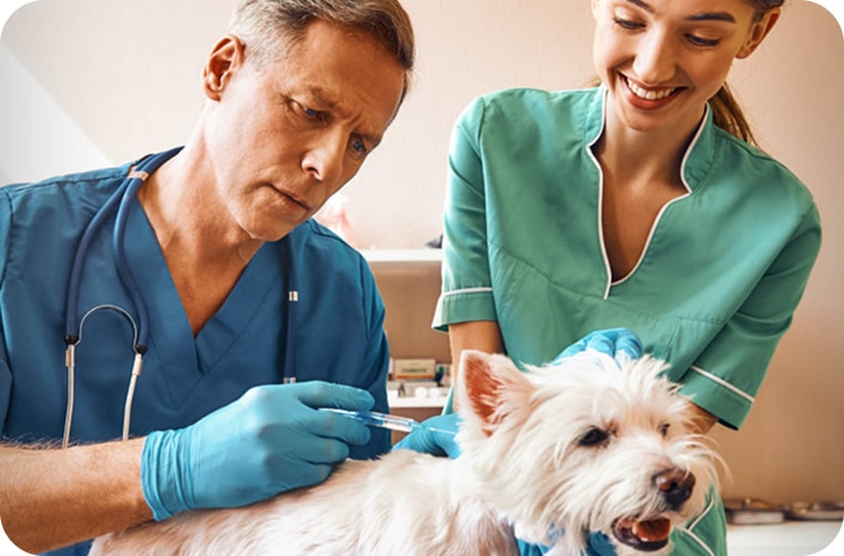 Soft Tissue Surgery at Animal Medical Centre DHA