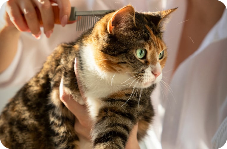 Urine Analysis Services at Animal Medical Centre DHA