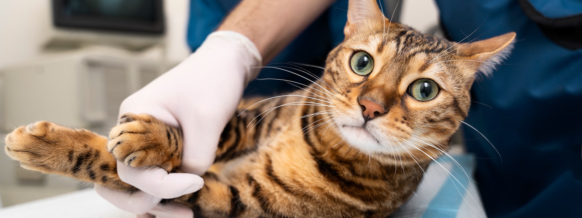 ELISA Testing Services at Animal Medical Centre DHA