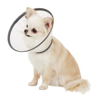 E Collar Dog No 2